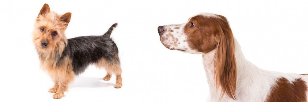 Irish Red and White Setter vs Australian Terrier - Breed Comparison