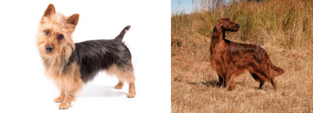 Irish Setter vs Australian Terrier - Breed Comparison