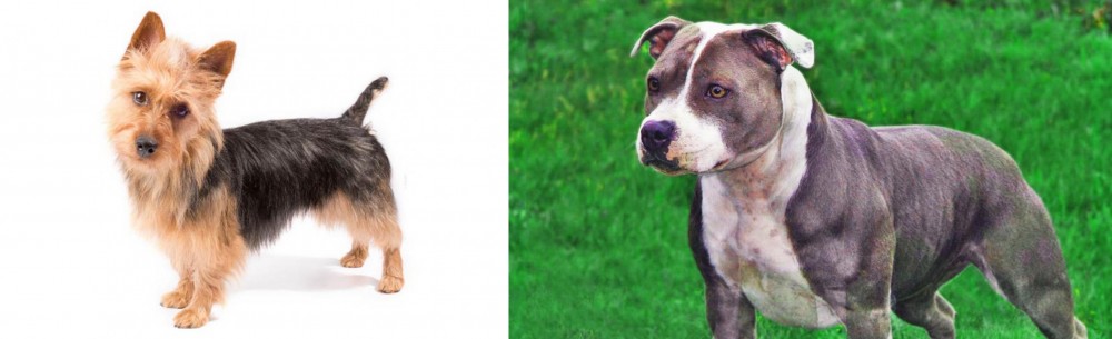 Irish Staffordshire Bull Terrier vs Australian Terrier - Breed Comparison