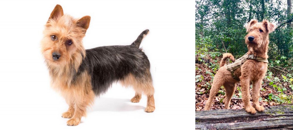 Irish Terrier vs Australian Terrier - Breed Comparison