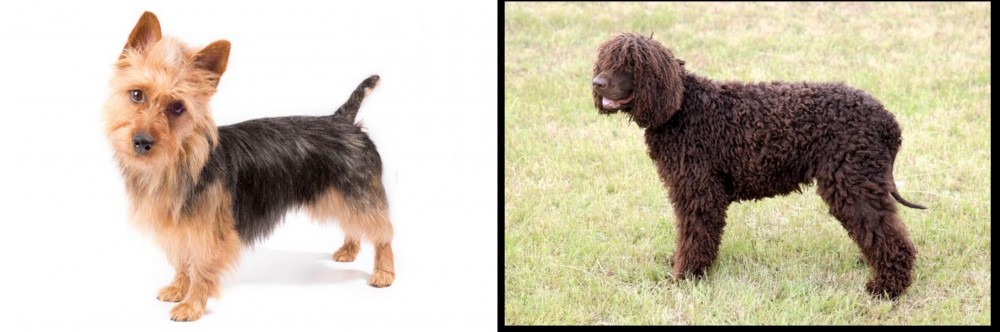 Irish Water Spaniel vs Australian Terrier - Breed Comparison