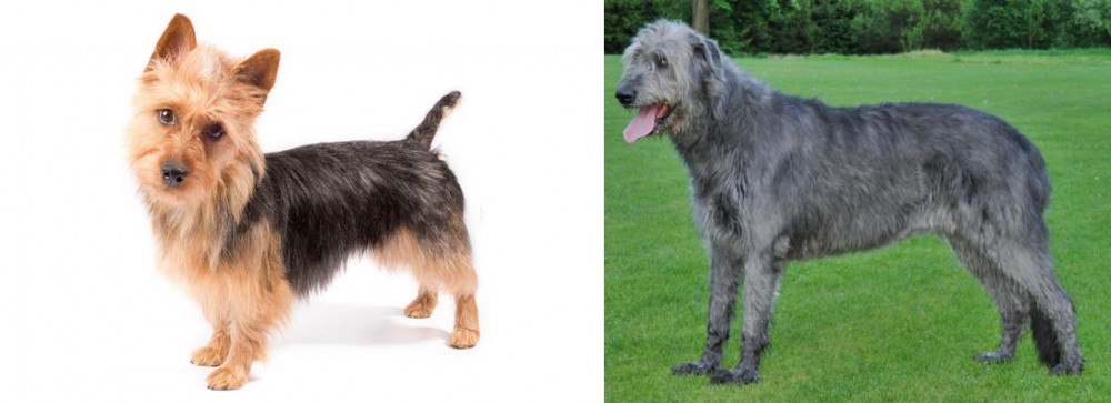 Irish Wolfhound vs Australian Terrier - Breed Comparison