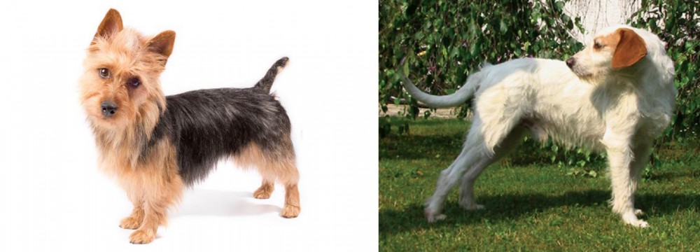 Istarski Ostrodlaki Gonic vs Australian Terrier - Breed Comparison