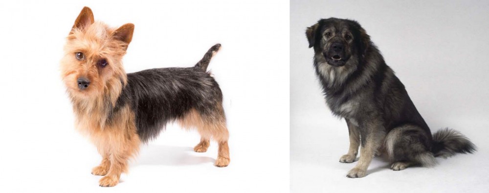 Istrian Sheepdog vs Australian Terrier - Breed Comparison