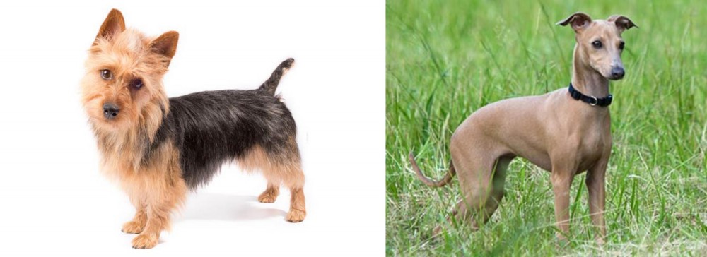 Italian Greyhound vs Australian Terrier - Breed Comparison