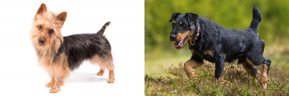 Jagdterrier vs Australian Terrier - Breed Comparison