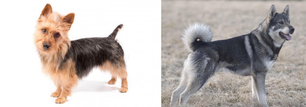 Jamthund vs Australian Terrier - Breed Comparison