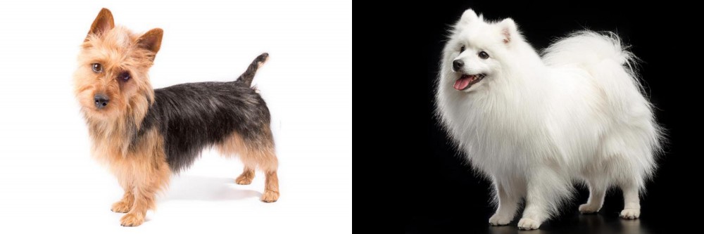 Japanese Spitz vs Australian Terrier - Breed Comparison