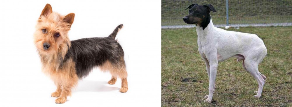 Japanese Terrier vs Australian Terrier - Breed Comparison