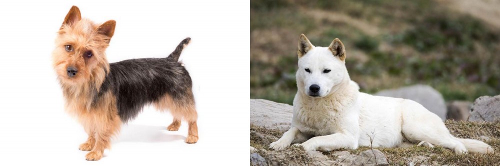 Jindo vs Australian Terrier - Breed Comparison