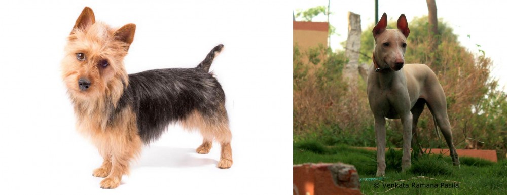 Jonangi vs Australian Terrier - Breed Comparison