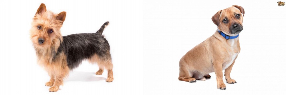Jug vs Australian Terrier - Breed Comparison