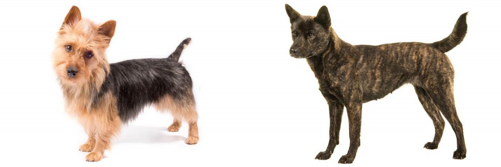 Kai Ken vs Australian Terrier - Breed Comparison