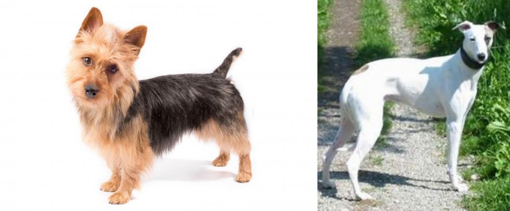 Kaikadi vs Australian Terrier - Breed Comparison