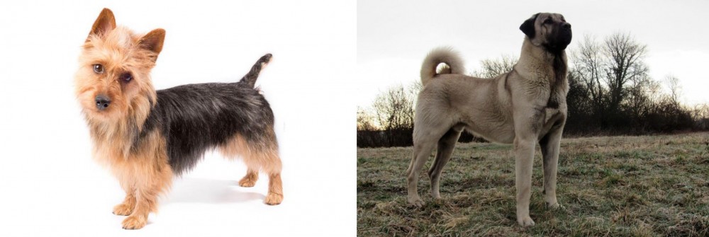 Kangal Dog vs Australian Terrier - Breed Comparison