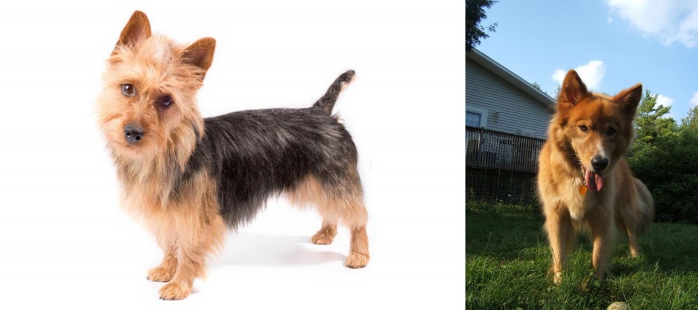 Karelo-Finnish Laika vs Australian Terrier - Breed Comparison