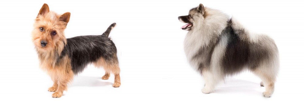 Keeshond vs Australian Terrier - Breed Comparison