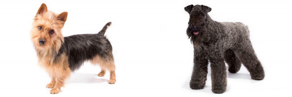 Kerry Blue Terrier vs Australian Terrier - Breed Comparison