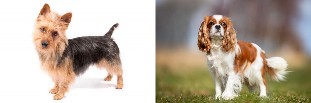 King Charles Spaniel vs Australian Terrier - Breed Comparison