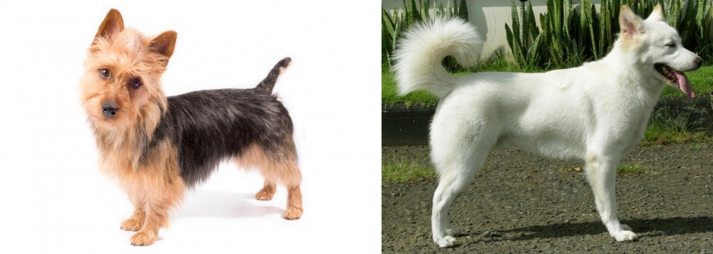 Kintamani vs Australian Terrier - Breed Comparison