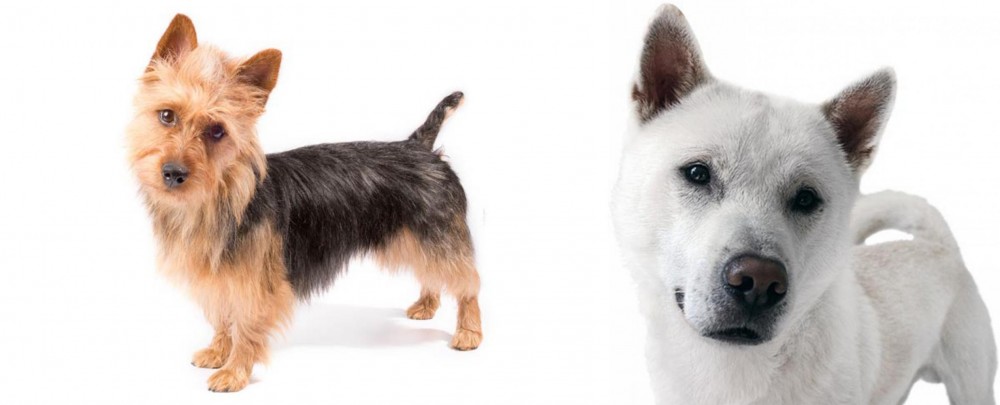 Kishu vs Australian Terrier - Breed Comparison