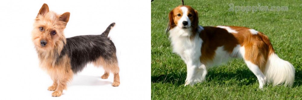 Kooikerhondje vs Australian Terrier - Breed Comparison
