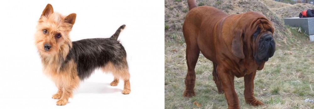 Korean Mastiff vs Australian Terrier - Breed Comparison