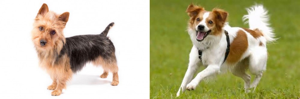 Kromfohrlander vs Australian Terrier - Breed Comparison