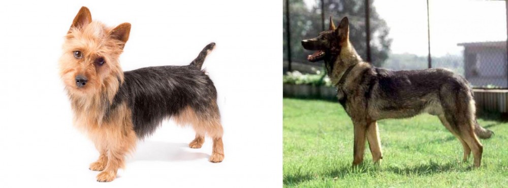 Kunming Dog vs Australian Terrier - Breed Comparison