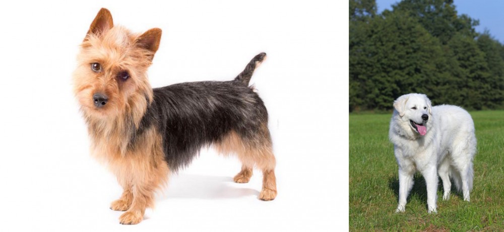 Kuvasz vs Australian Terrier - Breed Comparison
