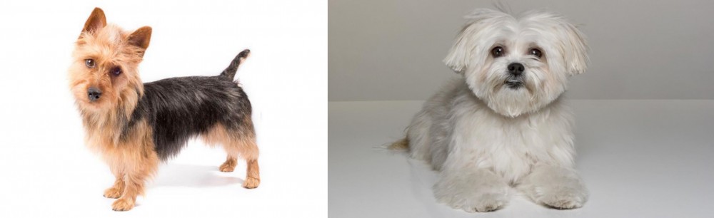Kyi-Leo vs Australian Terrier - Breed Comparison