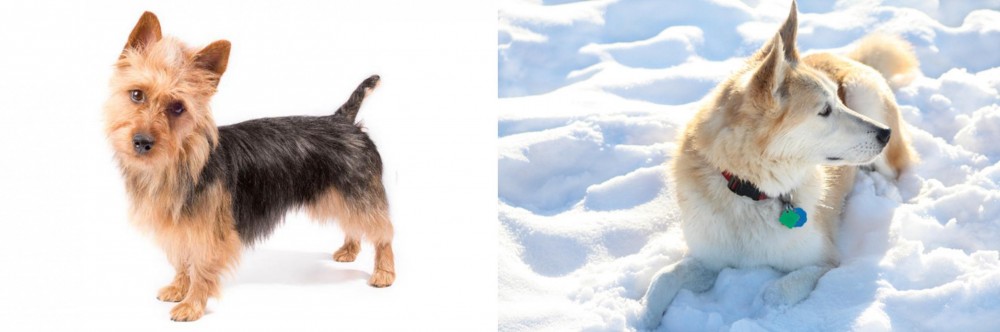 Labrador Husky vs Australian Terrier - Breed Comparison