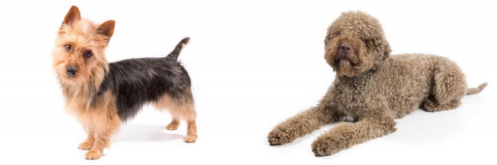 Lagotto Romagnolo vs Australian Terrier - Breed Comparison