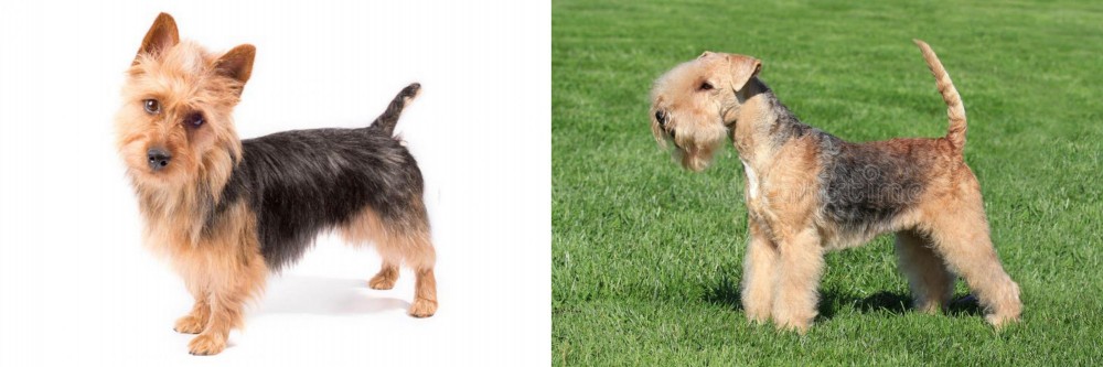 Lakeland Terrier vs Australian Terrier - Breed Comparison