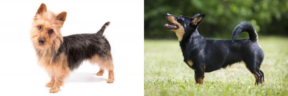 Lancashire Heeler vs Australian Terrier - Breed Comparison