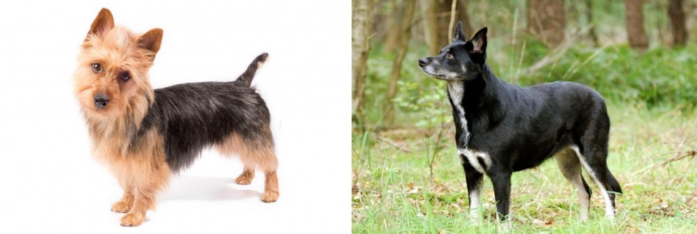 Lapponian Herder vs Australian Terrier - Breed Comparison