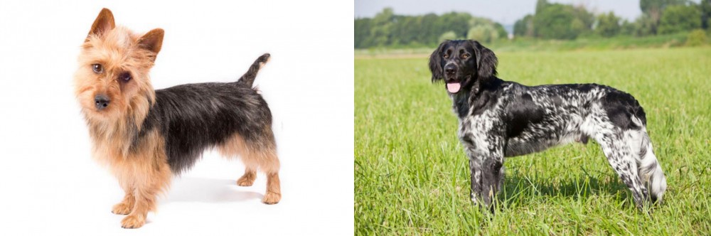 Large Munsterlander vs Australian Terrier - Breed Comparison