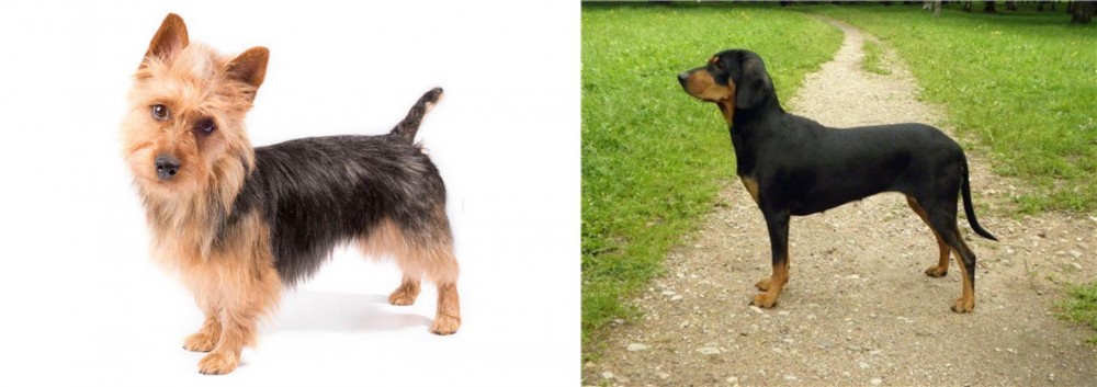 Latvian Hound vs Australian Terrier - Breed Comparison