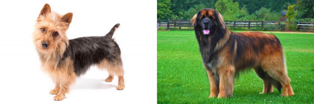 Leonberger vs Australian Terrier - Breed Comparison