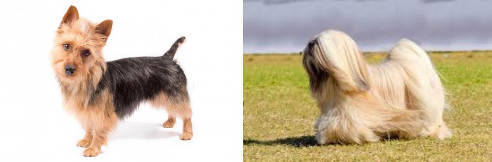 Lhasa Apso vs Australian Terrier - Breed Comparison