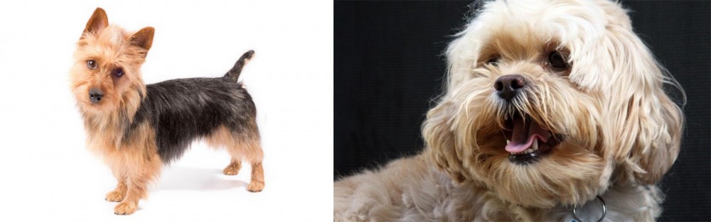 Lhasapoo vs Australian Terrier - Breed Comparison