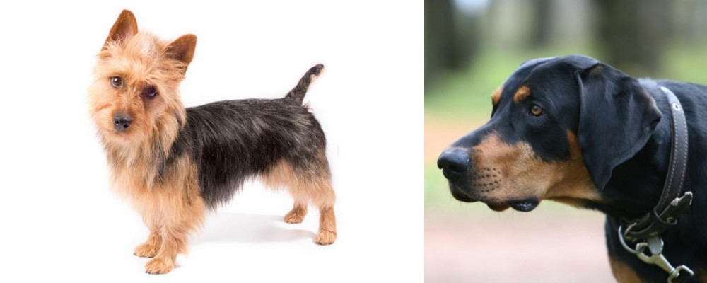 Lithuanian Hound vs Australian Terrier - Breed Comparison