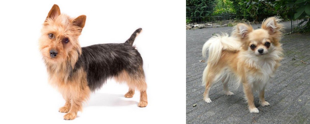 Long Haired Chihuahua vs Australian Terrier - Breed Comparison