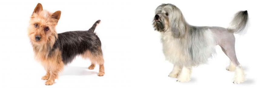 Lowchen vs Australian Terrier - Breed Comparison