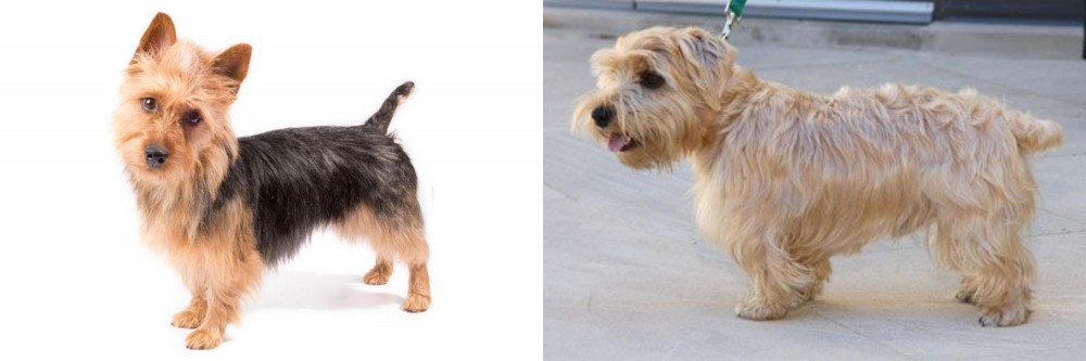 Lucas Terrier vs Australian Terrier - Breed Comparison