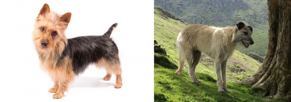 Lurcher vs Australian Terrier - Breed Comparison