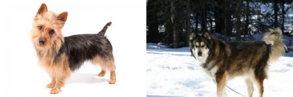 Mackenzie River Husky vs Australian Terrier - Breed Comparison