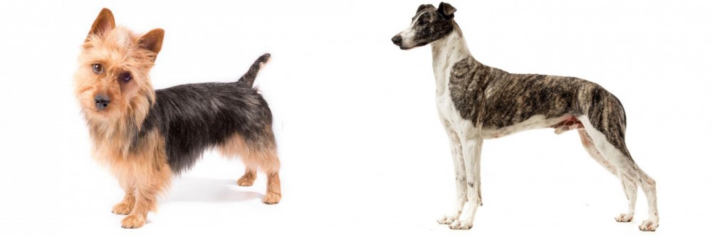 Magyar Agar vs Australian Terrier - Breed Comparison