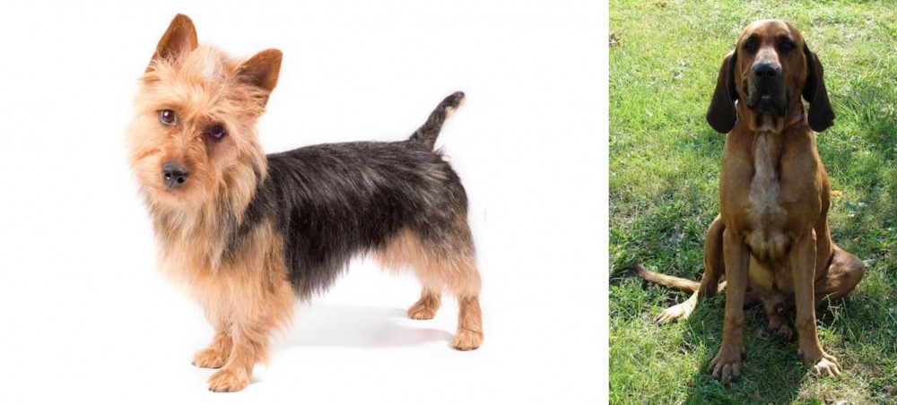 Majestic Tree Hound vs Australian Terrier - Breed Comparison