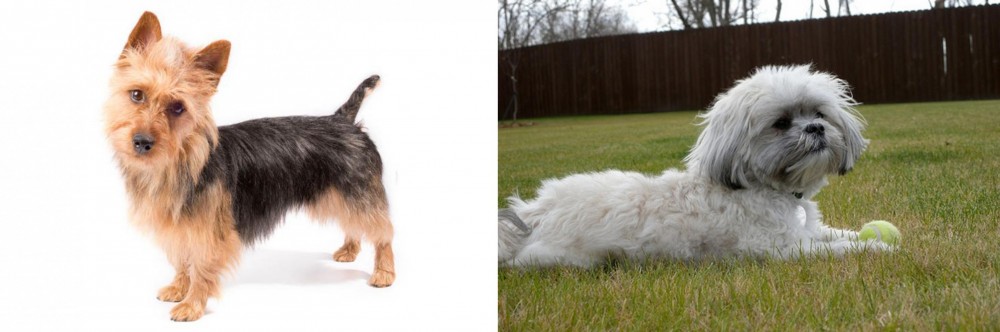 Mal-Shi vs Australian Terrier - Breed Comparison